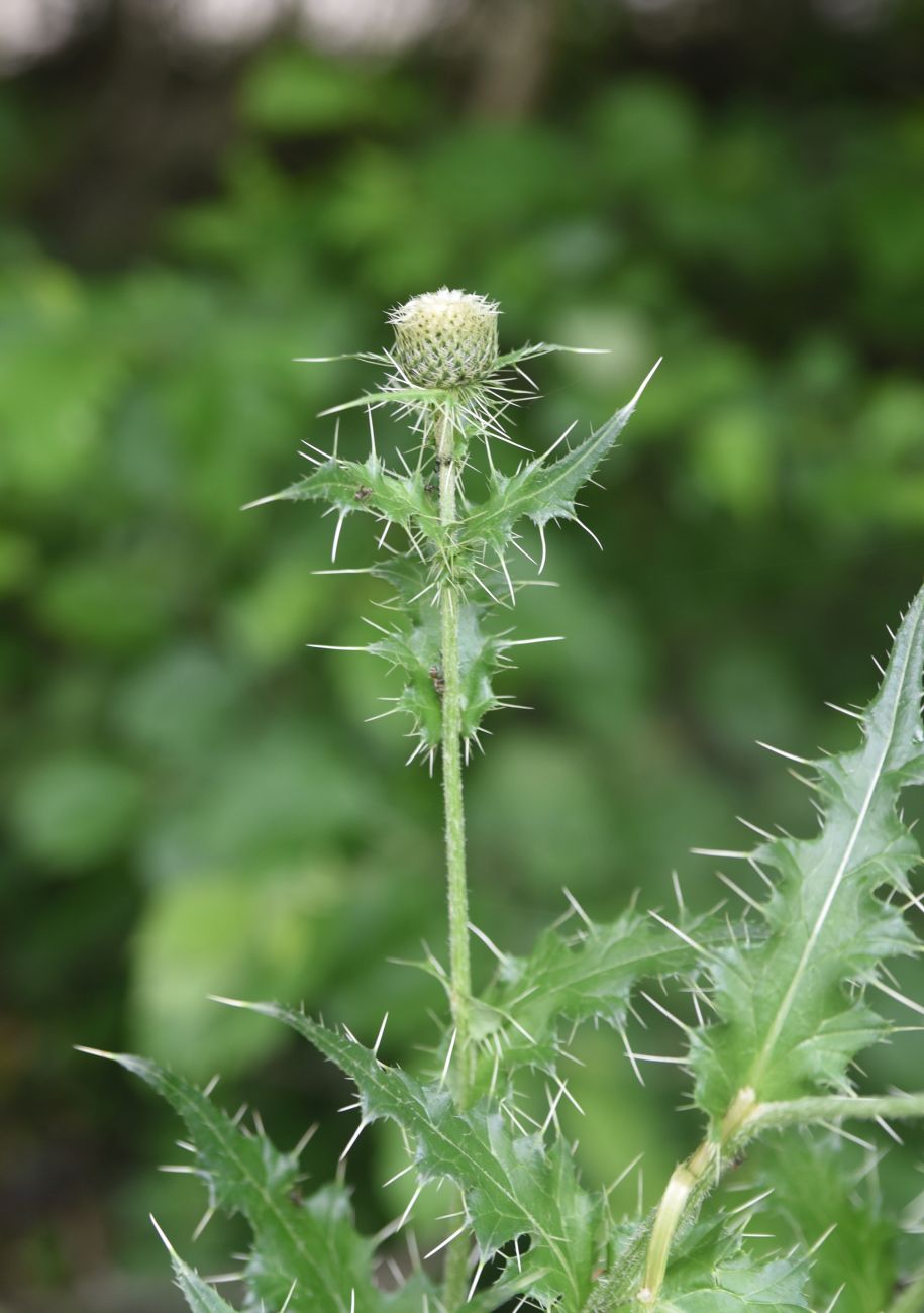 Image of Cirsium echinus specimen.