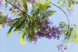 Jacaranda mimosifolia