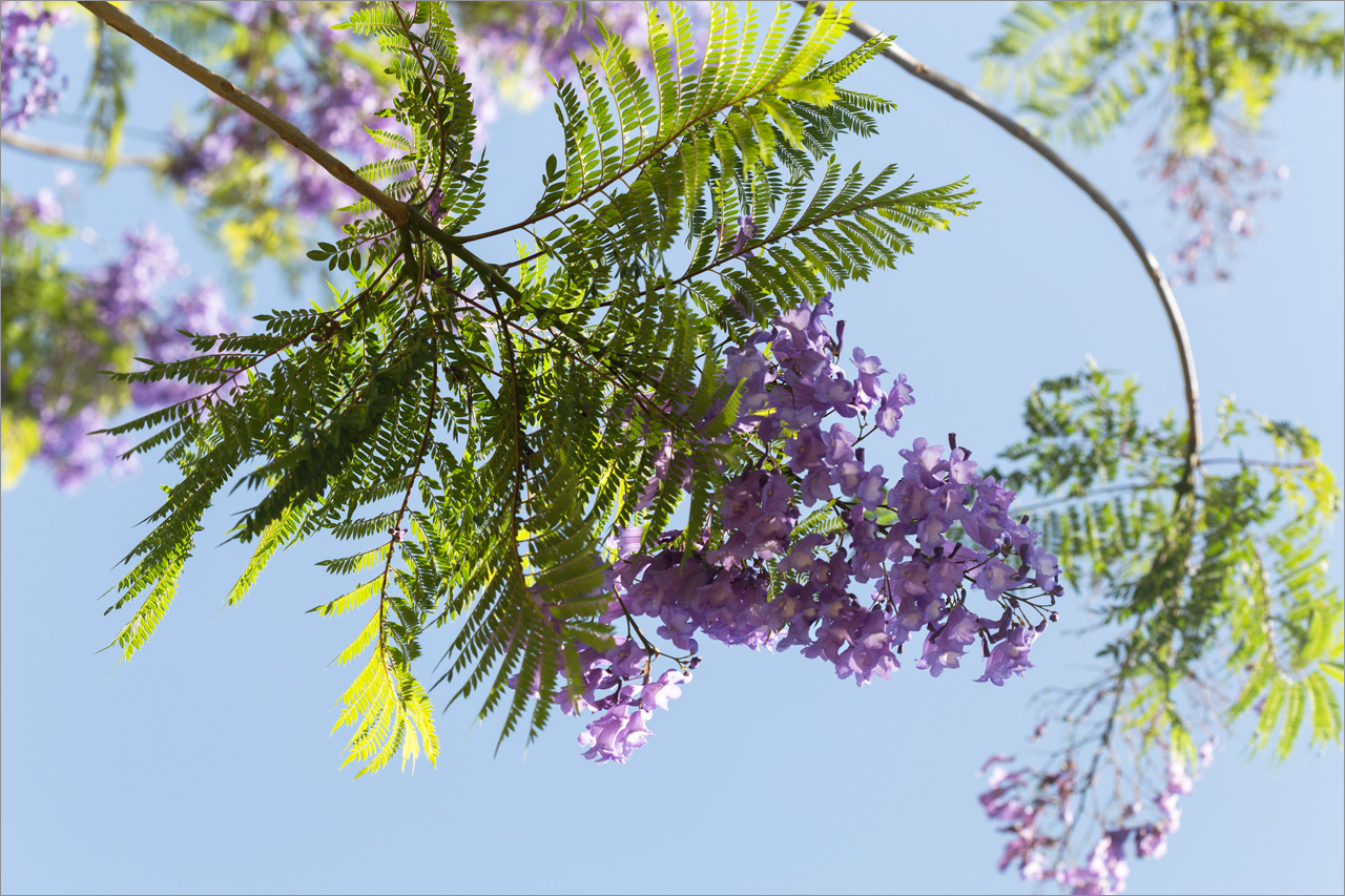 Image of Jacaranda mimosifolia specimen.