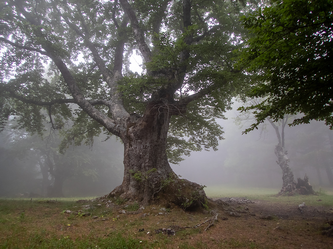 Изображение особи Fagus &times; taurica.