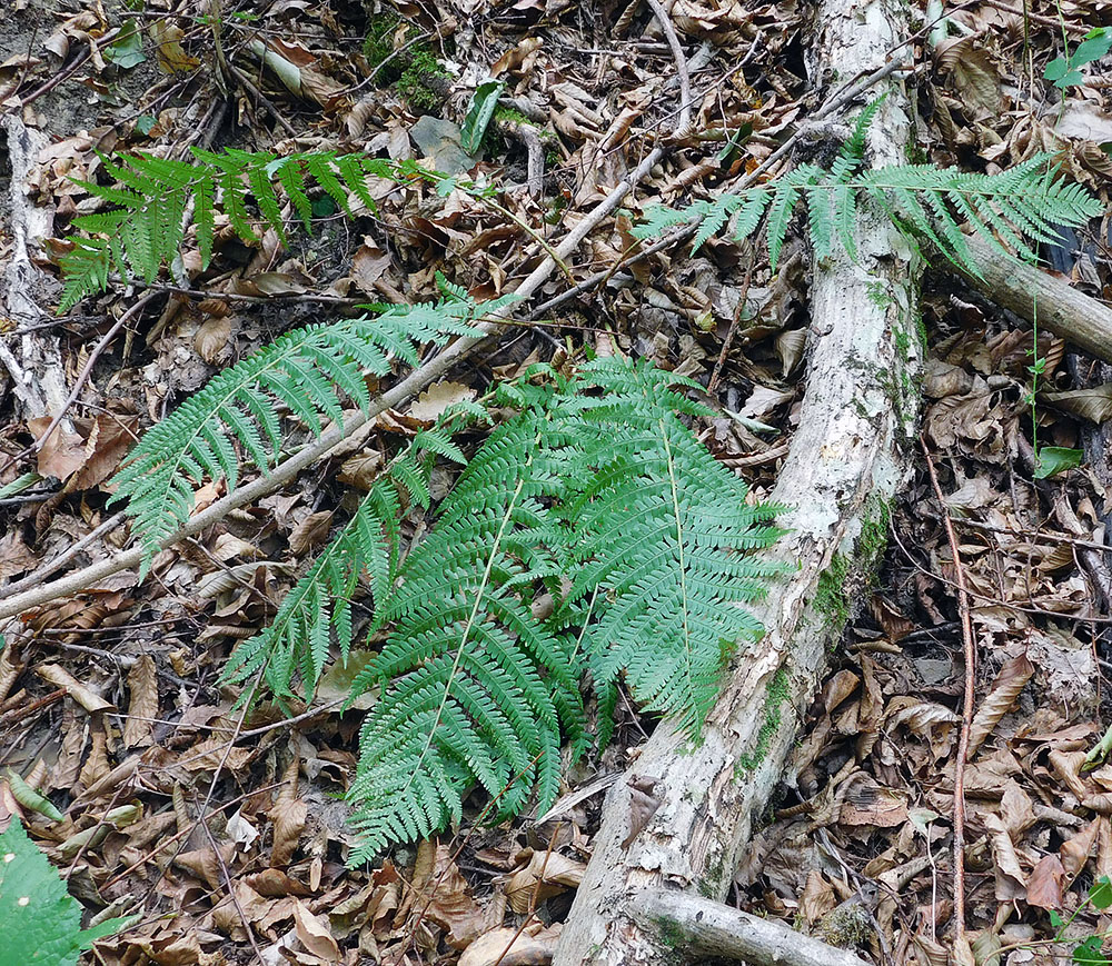 Изображение особи Dryopteris filix-mas.