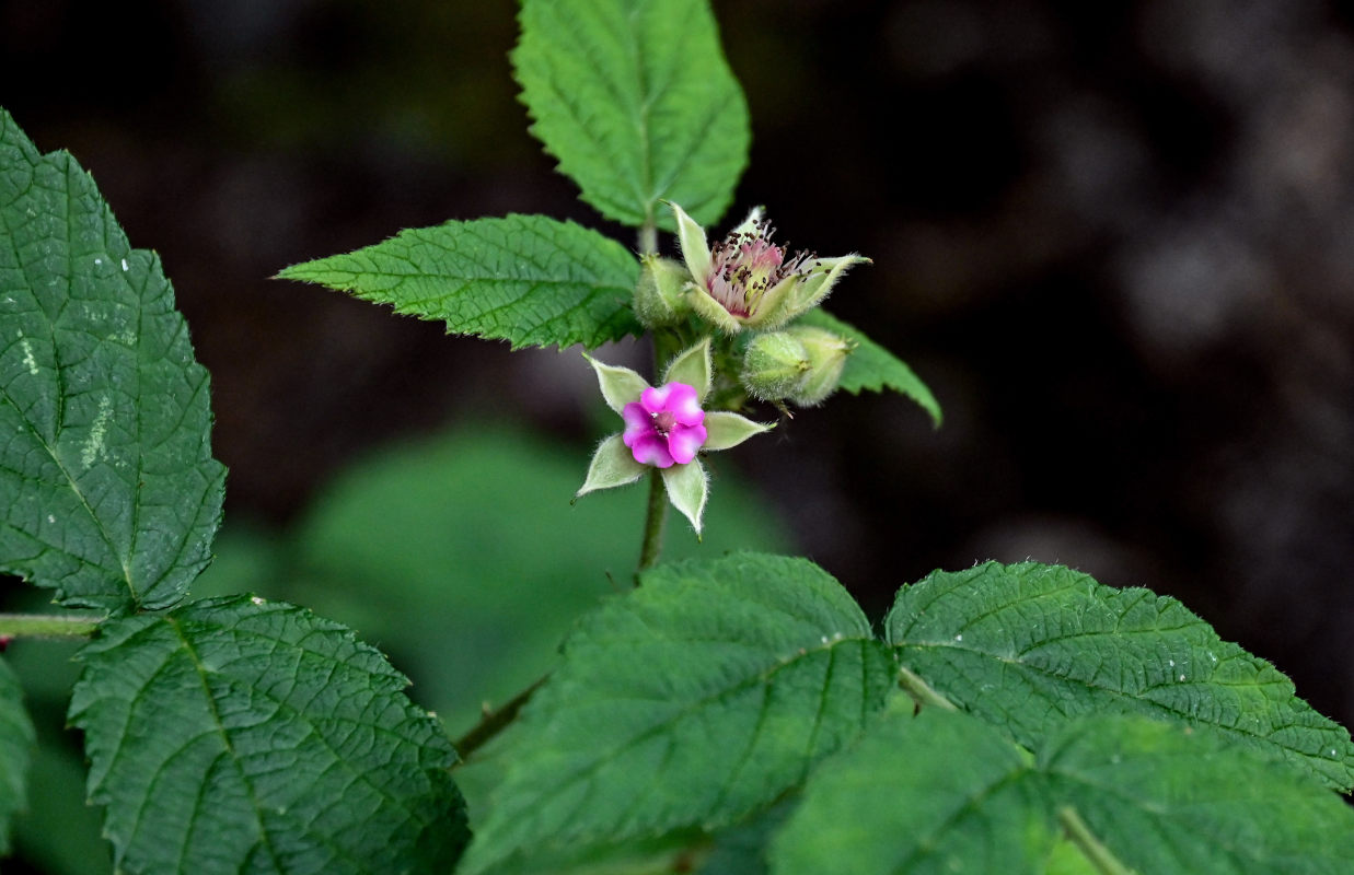 Изображение особи Rubus niveus.