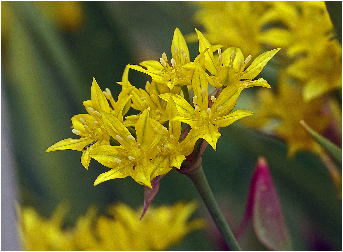 Изображение особи Allium moly.