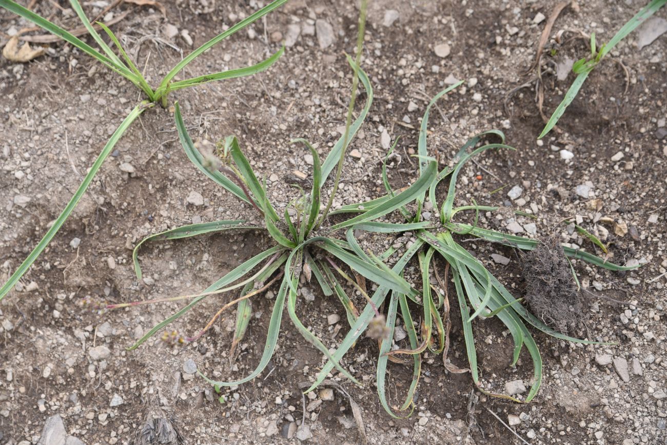 Изображение особи род Plantago.