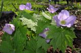 Glaucidium palmatum. Цветущее растение. Санкт-Петербург, парк Петра Великого, в культуре. 16.05.2024.