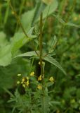 Rhinanthus vernalis. Побеги в средней части растения. Чечня, Шаройский р-н, с. Хакмадой, выс. ок. 1650 м н.у.м., луг в 200 м от минерального источника. 2 июля 2024 г.