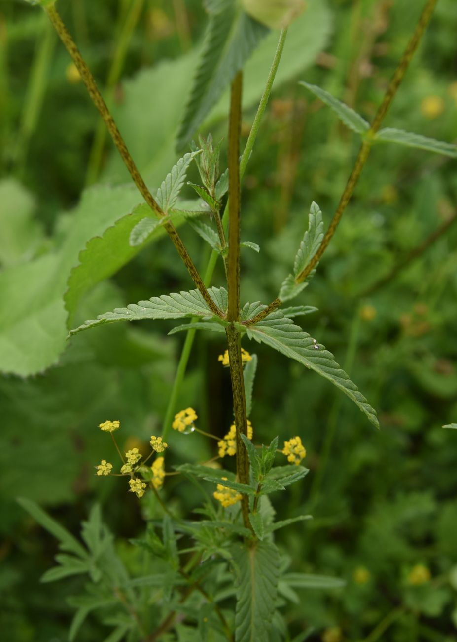 Image of Rhinanthus vernalis specimen.