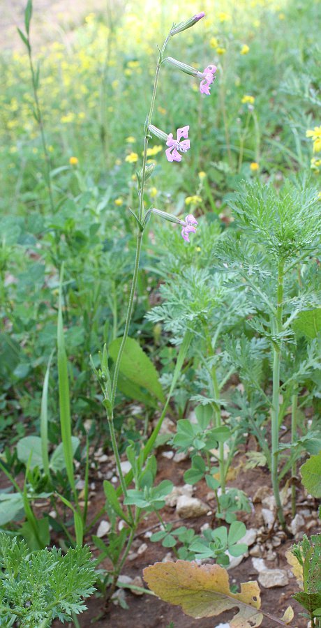 Image of Silene colorata specimen.