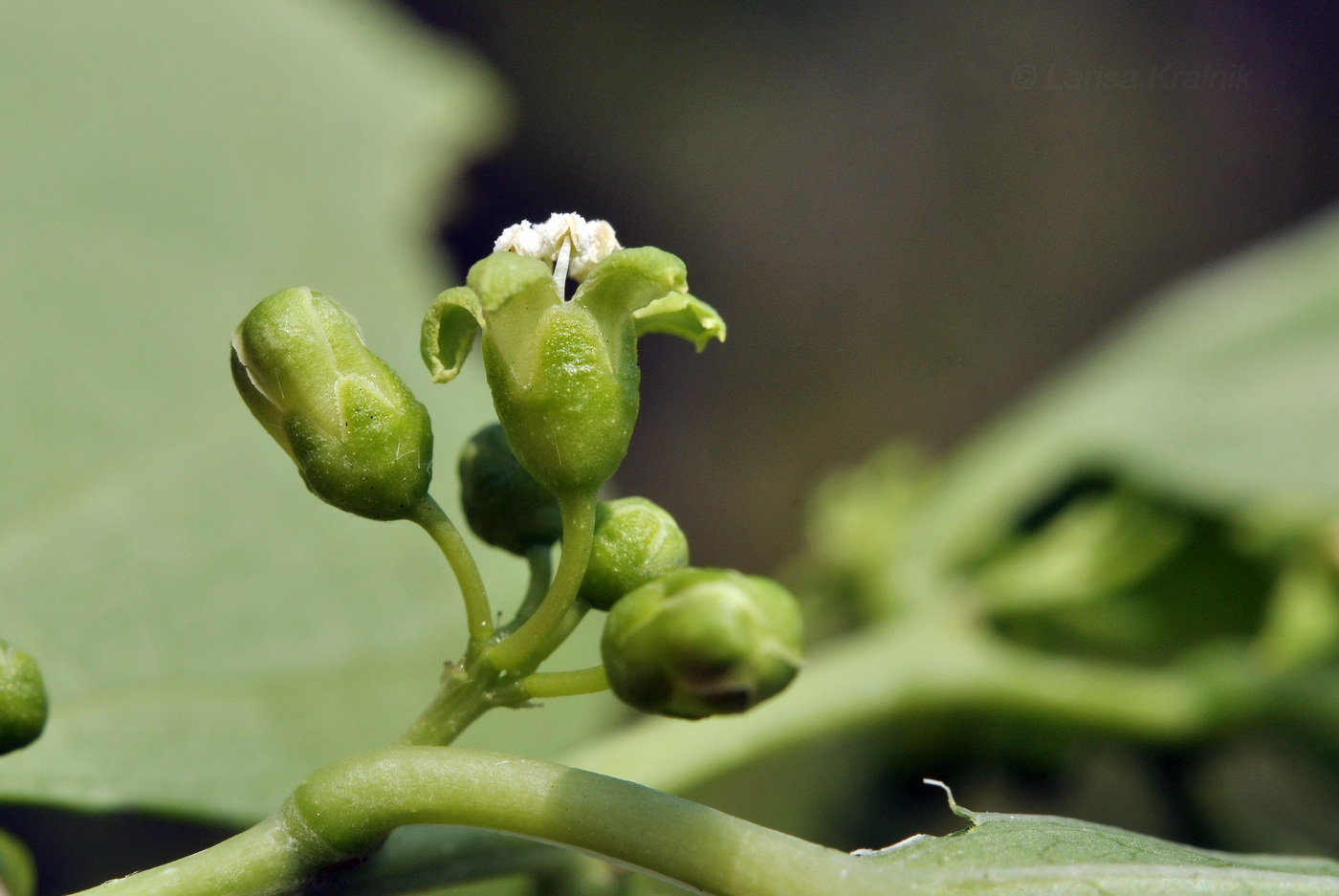 Изображение особи Celastrus orbiculata.