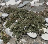 View full-size image Mesembryanthemum nodiflorum