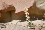 Смотреть изображение Delphinium camptocarpum