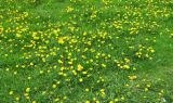 View full-size image Taraxacum officinale