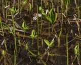 Смотреть изображение Menyanthes trifoliata