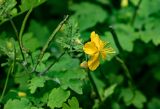 View full-size image Chelidonium majus