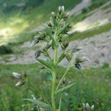 Смотреть изображение Gadellia lactiflora