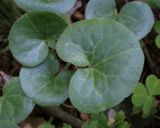 Смотреть изображение Asarum europaeum