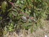 View full-size image Rosa sempervirens