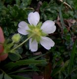 Potentilla montana