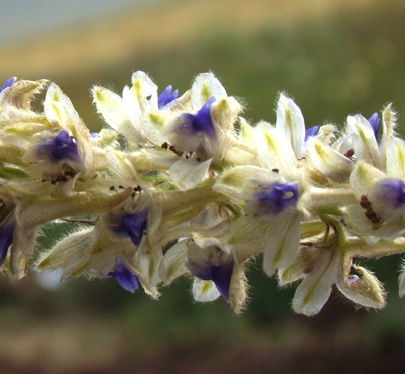 Image of Delphinium szowitsianum specimen.