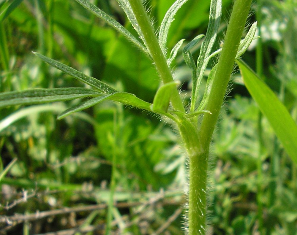 Image of Ranunculus polyanthemos specimen.