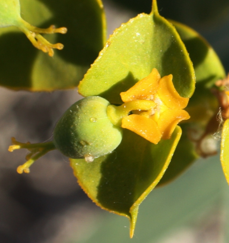 Изображение особи Euphorbia glareosa.