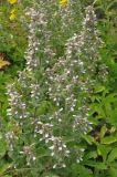 Teucrium scordioides. Верхушки цветущих растений. Крым, предгорья, окр. с. Терновка. 5 августа 2011 г.