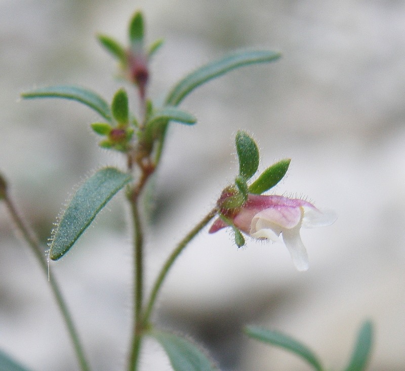 Image of Chaenorhinum minus specimen.