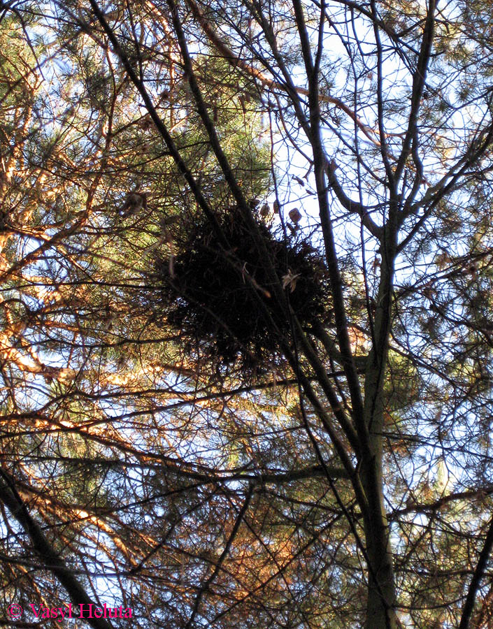 Image of Carpinus betulus specimen.