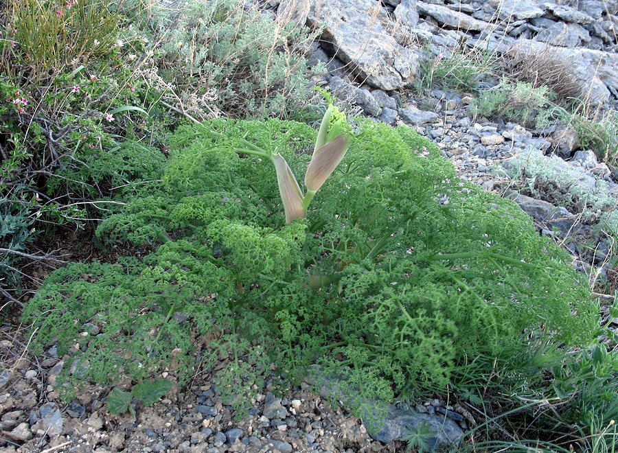 Image of Ferula tenuisecta specimen.