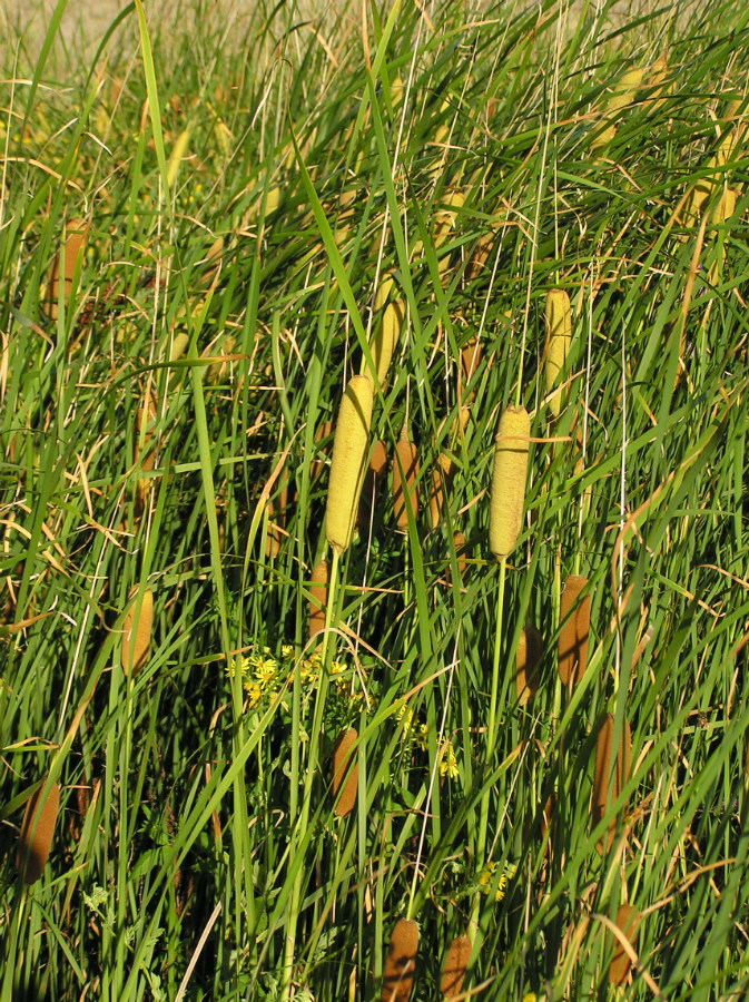 Image of Typha tichomirovii specimen.