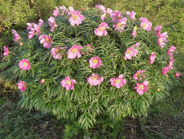 Image of Paeonia anomala specimen.