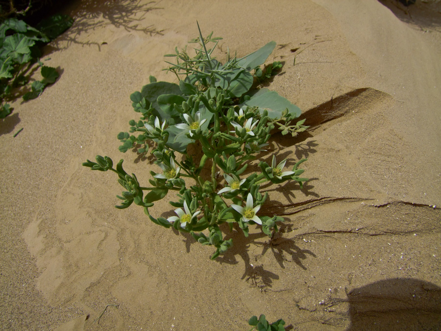 Image of Aizoon hispanicum specimen.