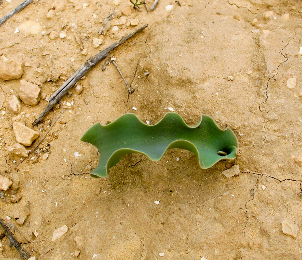 Image of Tulipa systola specimen.