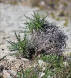 Lamyra echinocephala. Вегетирующие растения с сухой прошлогодней листвой на приморском обрыве. Черноморское побережье, Геленджик, севернее п. Кабардинка. 23 апреля 2012 г.