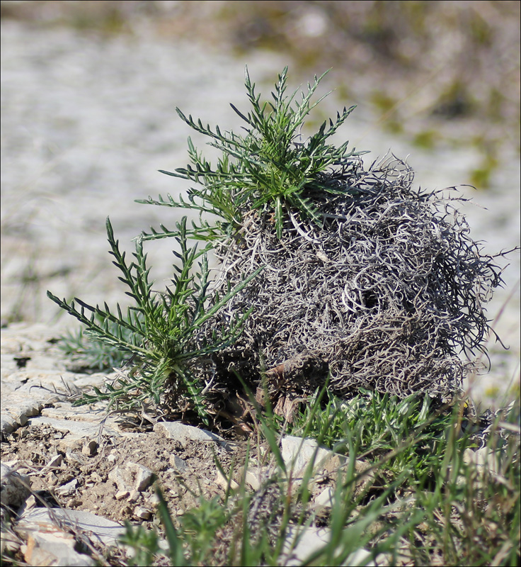 Image of Lamyra echinocephala specimen.