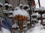 Physocarpus opulifolius