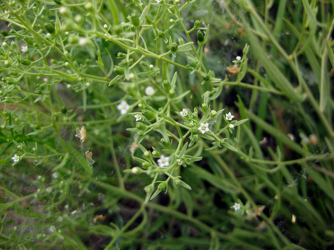 Image of Thesium ramosum specimen.