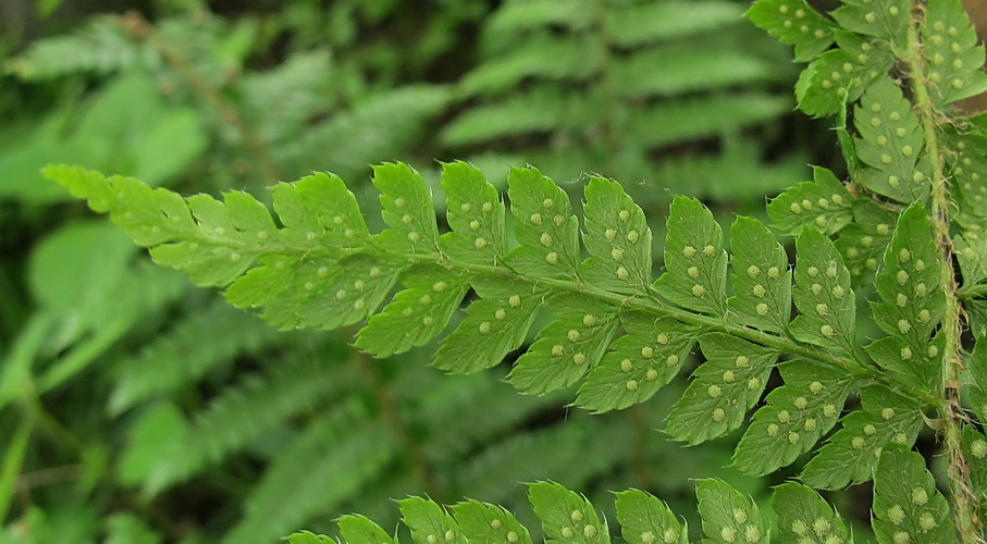 Изображение особи Polystichum braunii.