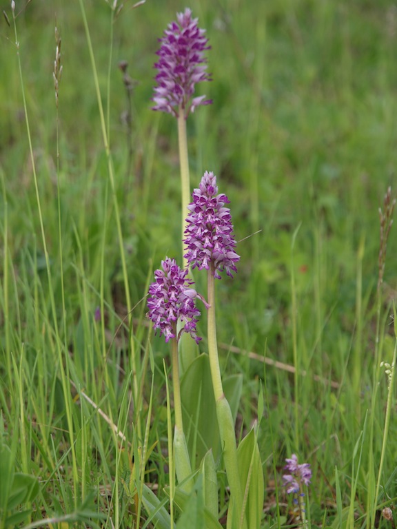 Image of Orchis militaris specimen.