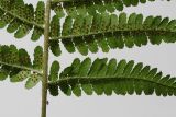 Dryopteris filix-mas. Часть нижней стороны спороносящей вайи. Германия, г. Кемпен, в парке. 10.08.2012.