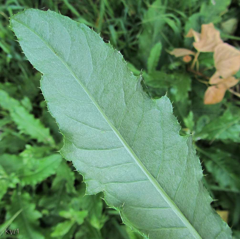 Image of Cirsium setosum specimen.