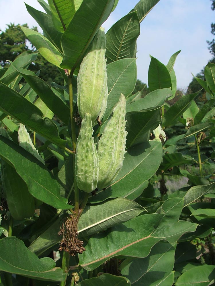 Image of genus Asclepias specimen.