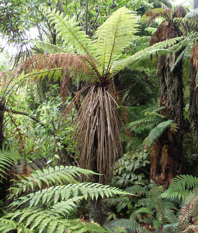 Изображение особи Dicksonia squarrosa.