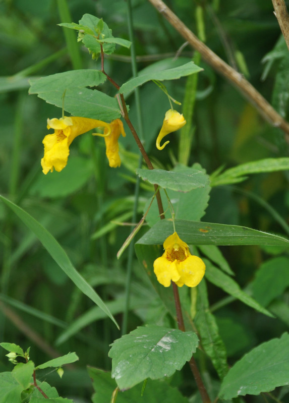 Image of Impatiens noli-tangere specimen.