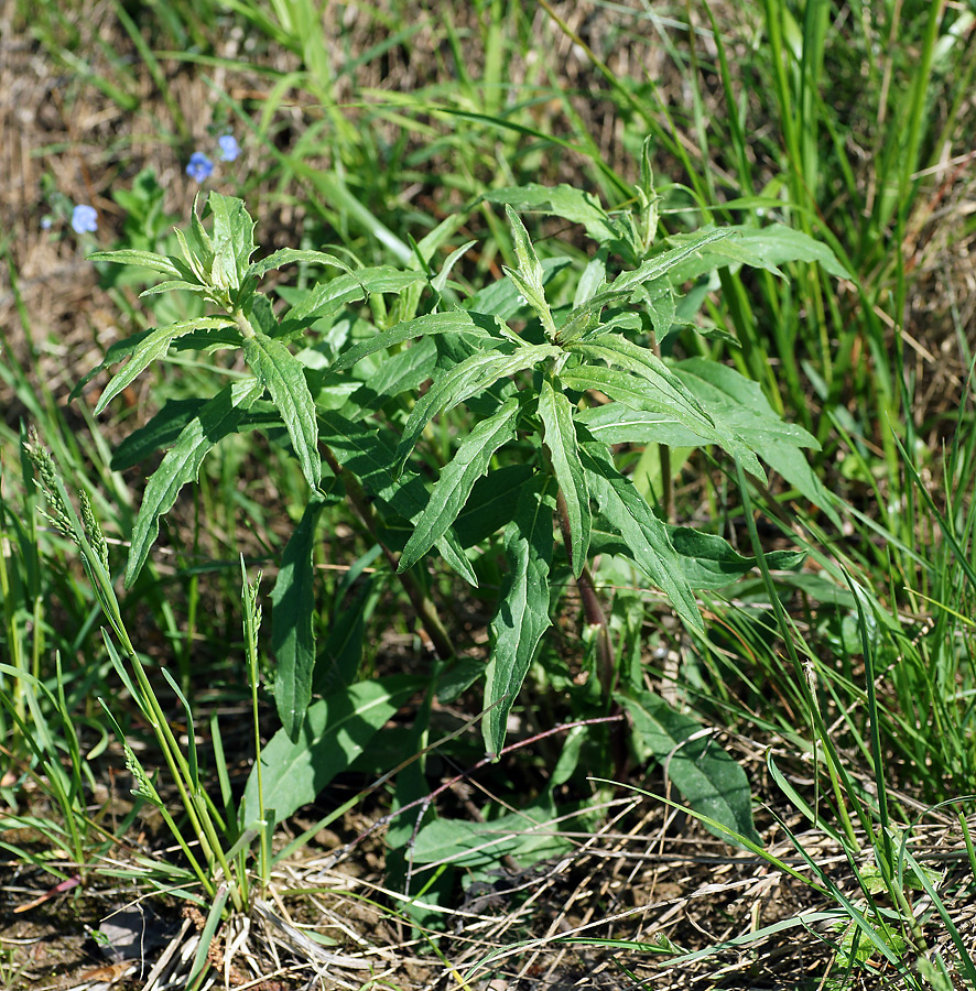 Изображение особи Hieracium umbellatum.