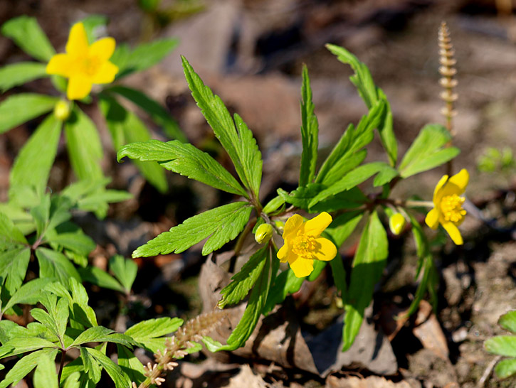 Image of Anemone ranunculoides specimen.