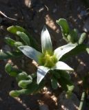 Aizoon hispanicum. Цветущее растение. Israel, Northern Negev. 03.03.2007.