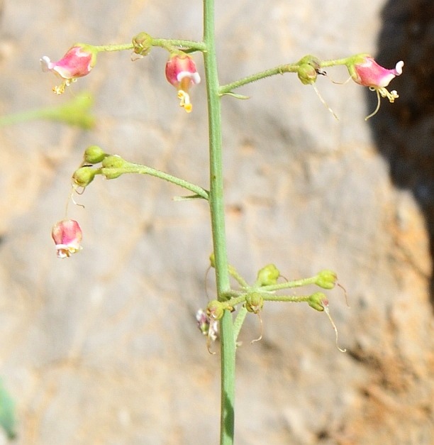 Изображение особи Scrophularia libanotica.