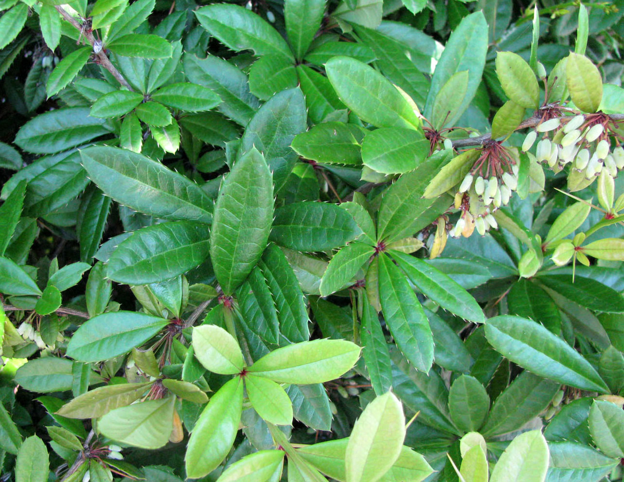 Image of genus Berberis specimen.