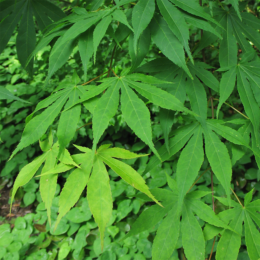 Image of Acer palmatum specimen.